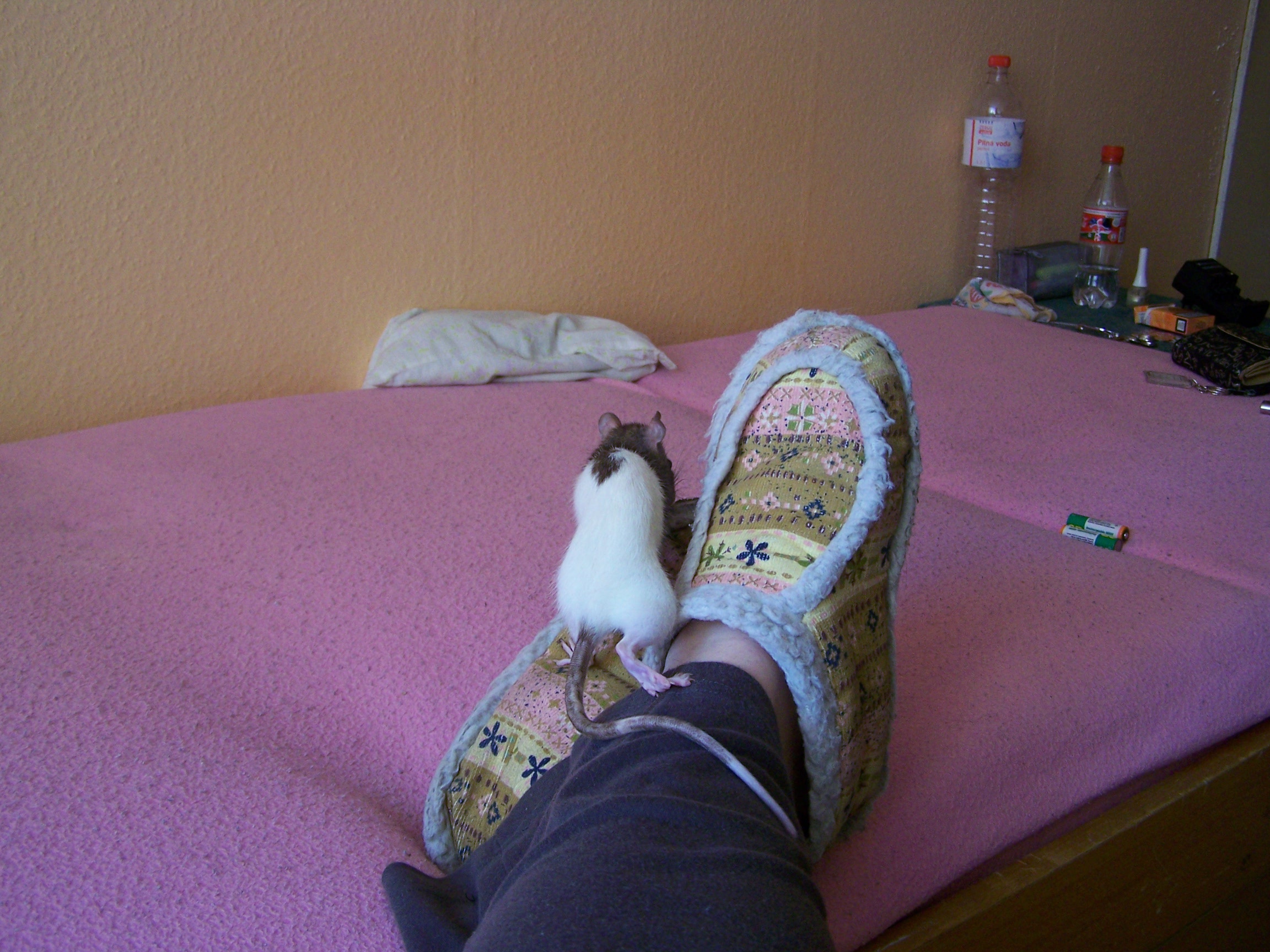 100_5174.JPG